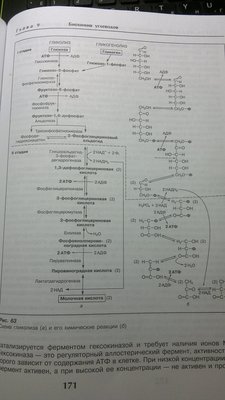 млочная кислота мал.jpg