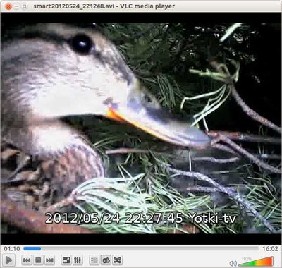 Ётка в гнезде. Скриншот в вэбкамеры.