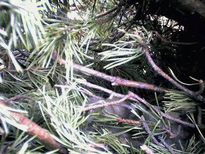 Ётка отложила яйца