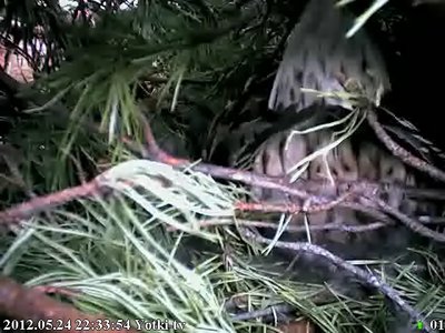 К лесу передом ))