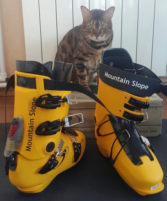 кот ЛЁВА одобрил покупку.jpg