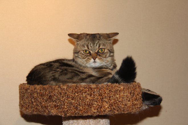 IMG_2230 - копия.JPG