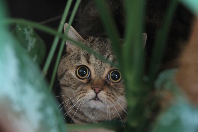 IMG_3810 - копия.JPG